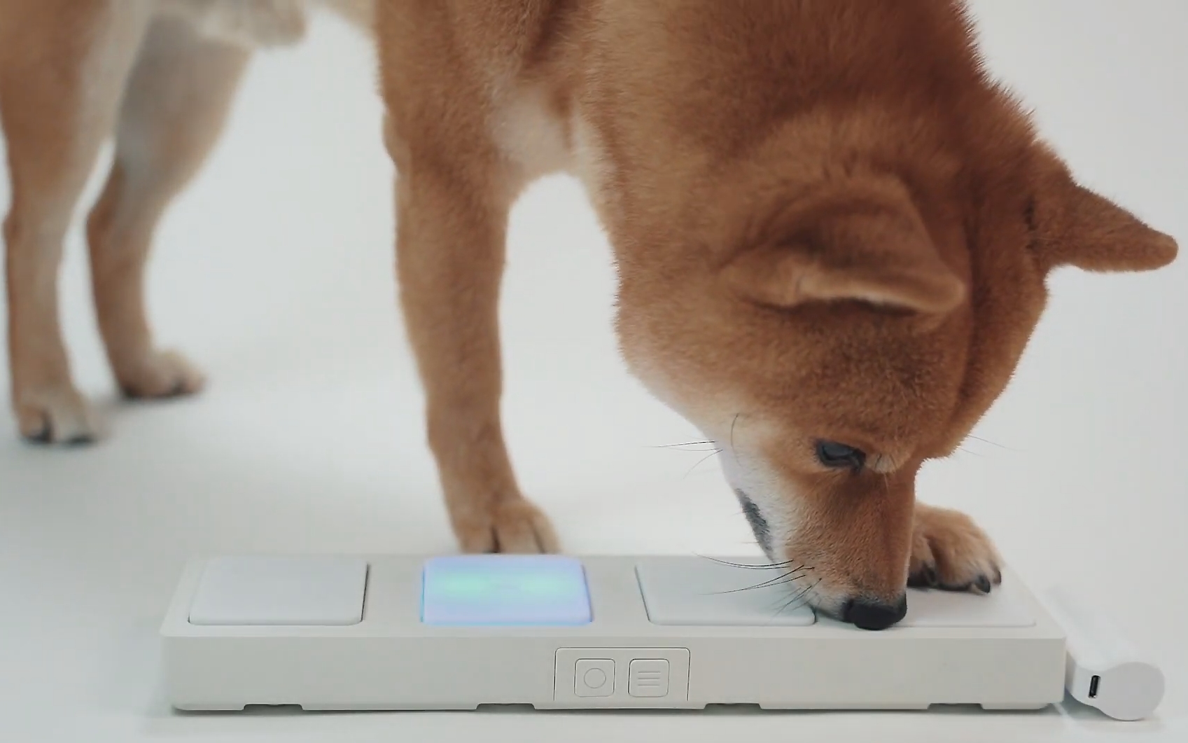 Zoo Gears, the musical instrument for dogs with artificial intelligence