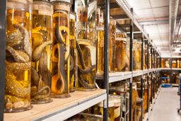 Visitamos el museo de los 20 millones de animales metidos en tarros con alcohol
