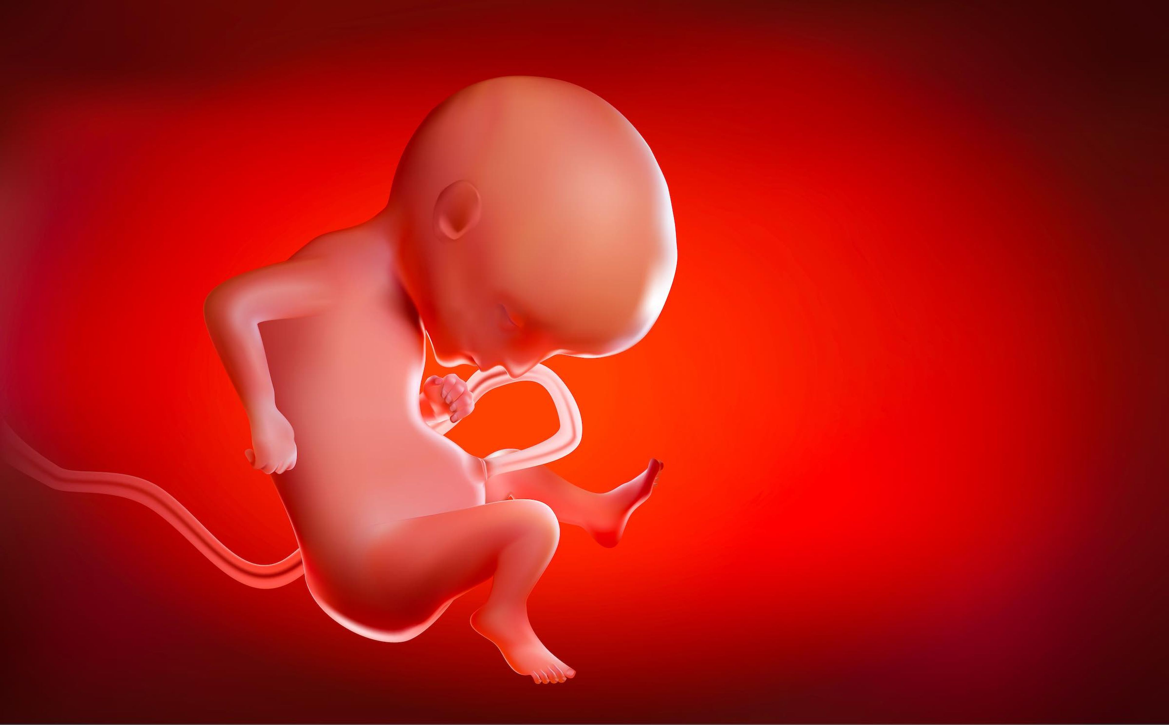Bebé dentro de un útero