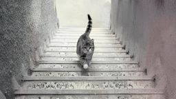 Gato en escalera