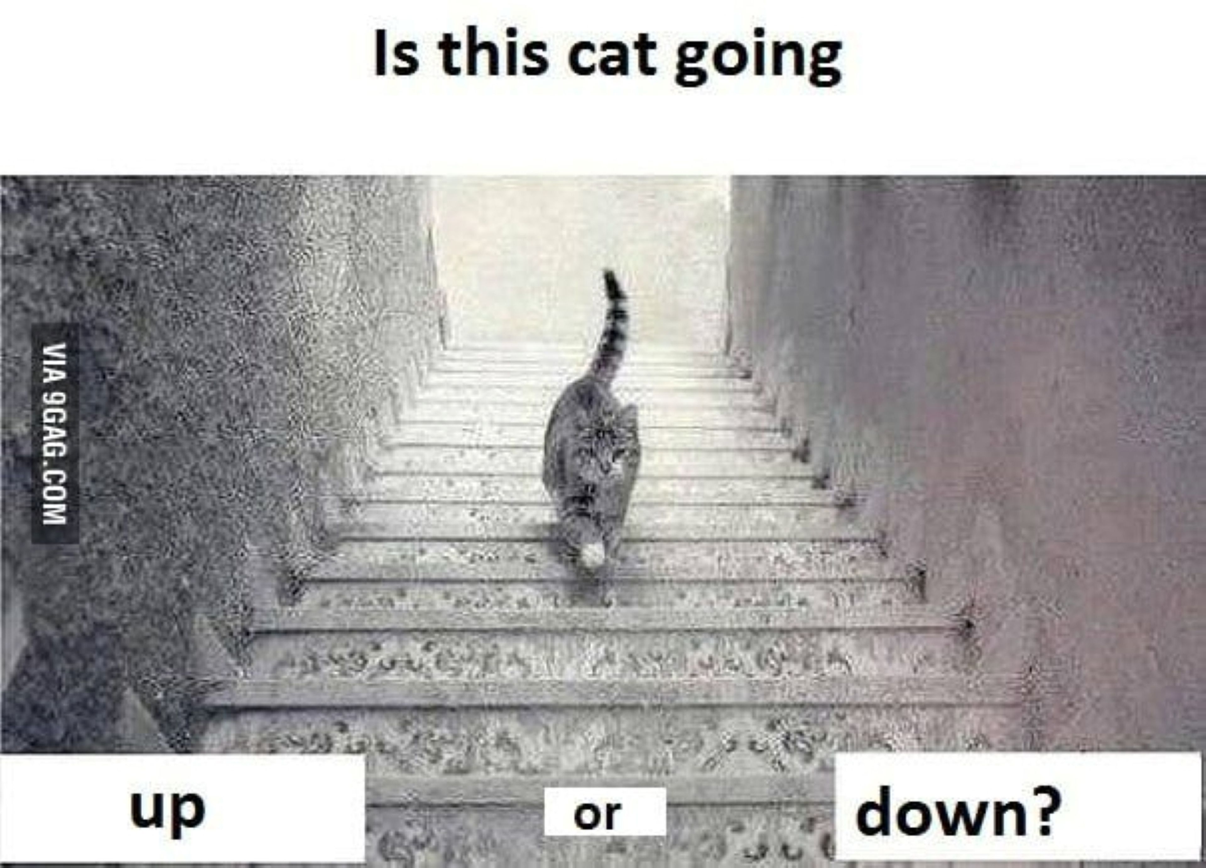 Обнаруживают что забыли опустить лестницу. Кот поднимается или спускается. Кот идет вверх или вниз по лестнице. Этот кот поднимается или спускается. Кот спускается или поднимается по лестнице.