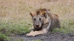 Muere el león más viejo del mundo, lanceado por miembros de la tribu de los Masai