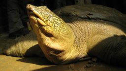 Muere la última hembra de la tortuga gigante de Swinhoe, la especie está condenada a la extinción