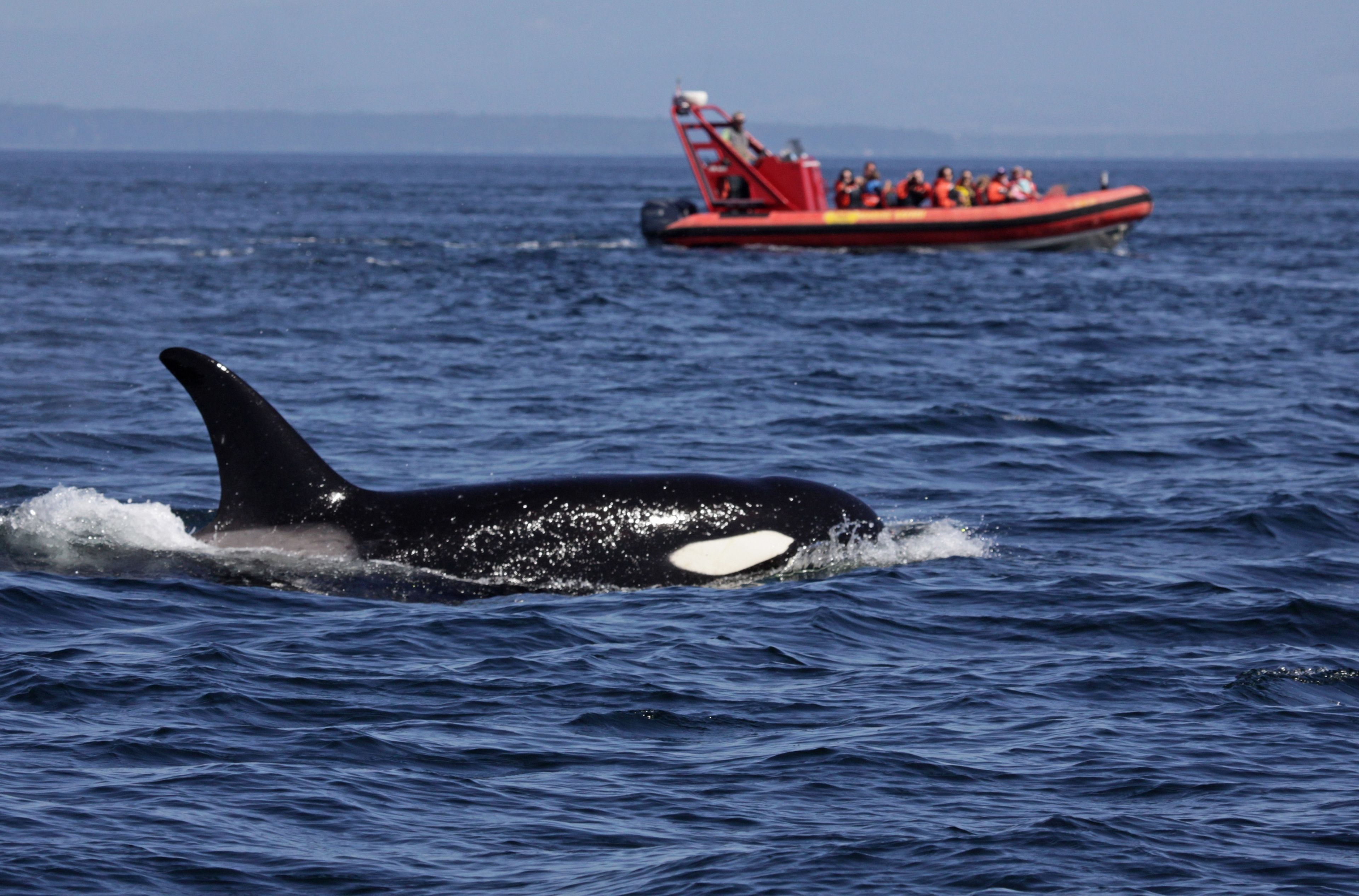  La película Tiburón se hace realidad: las orcas están comenzando a atacar pequeñas embarcaciones en España, y no se sabe por qué