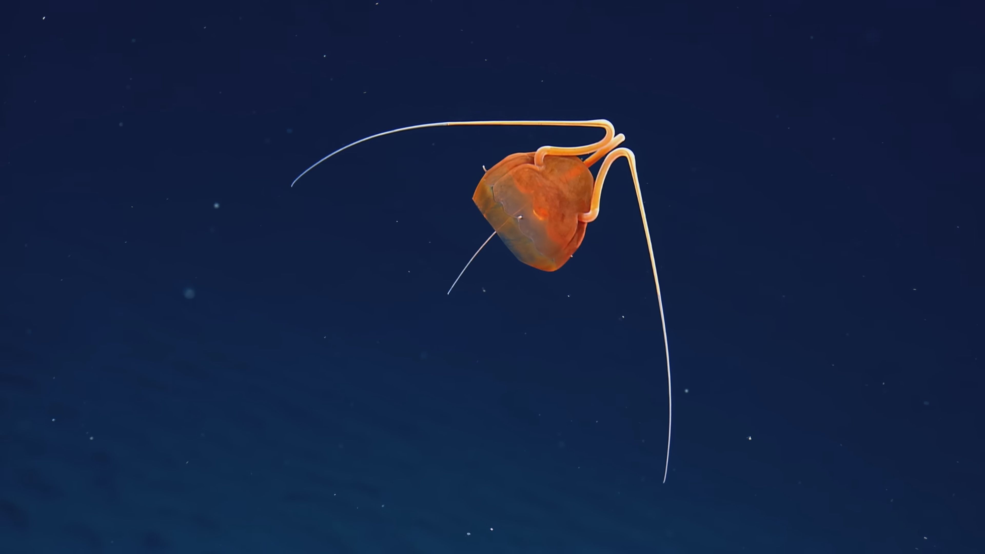 Una nueva y desconocida criatura emerge del fondo de mar, parece completamente alienígena