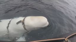 Vuelven a ver la ballena espía rusa en aguas de Suecia