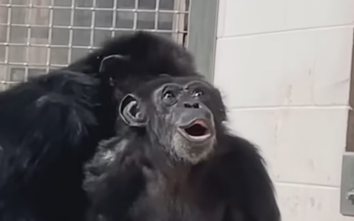 This Video Of A Chimpanzee Captive For 29 Years Seeing The Sky For The