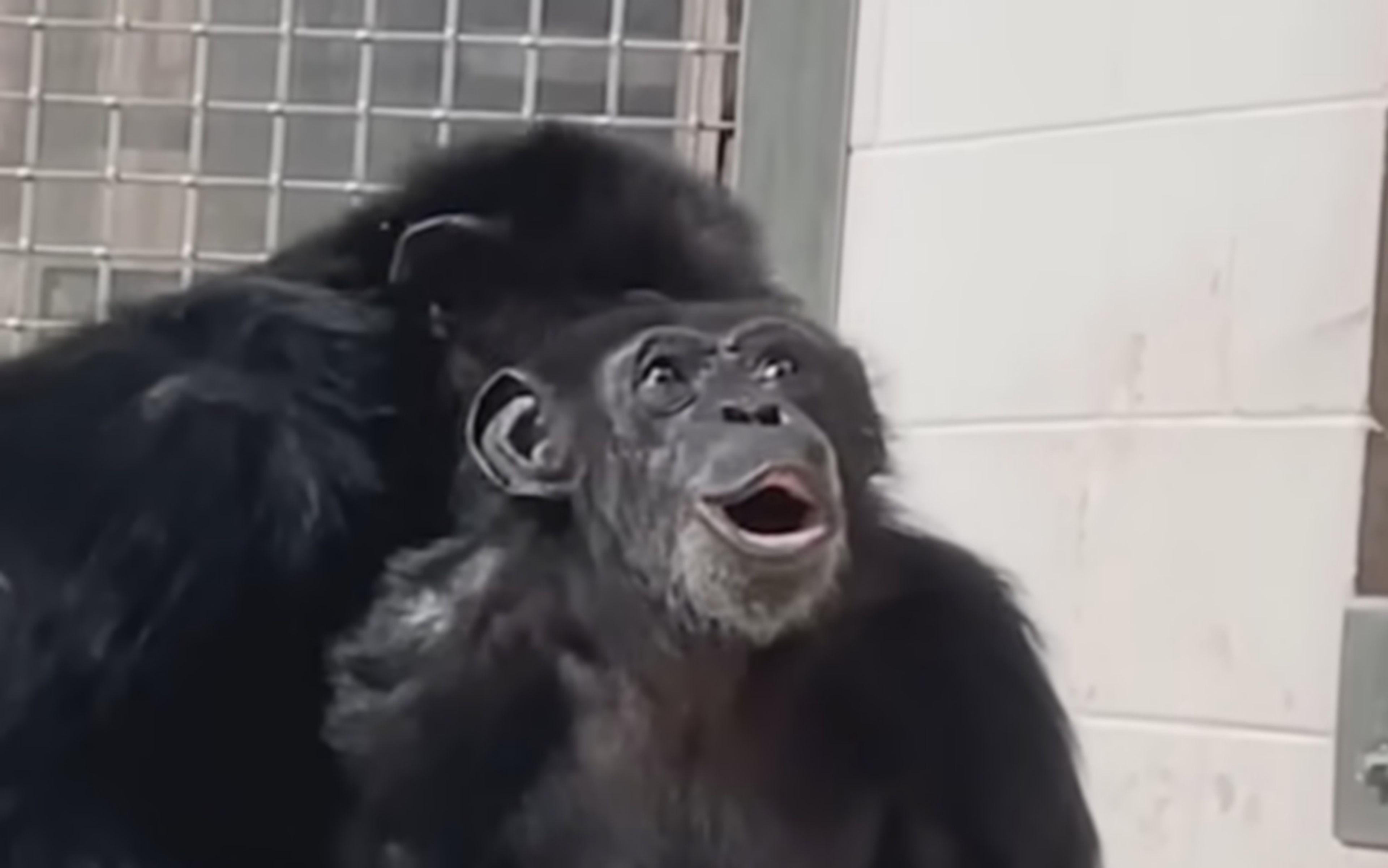 Este vídeo de un chimpancé cautivo durante 29 años, que ve el cielo por primera vez, te hará llorar