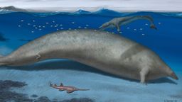 Hallan en Perú el animal más grande que jamás ha existido: pesaba el doble que una ballena azul