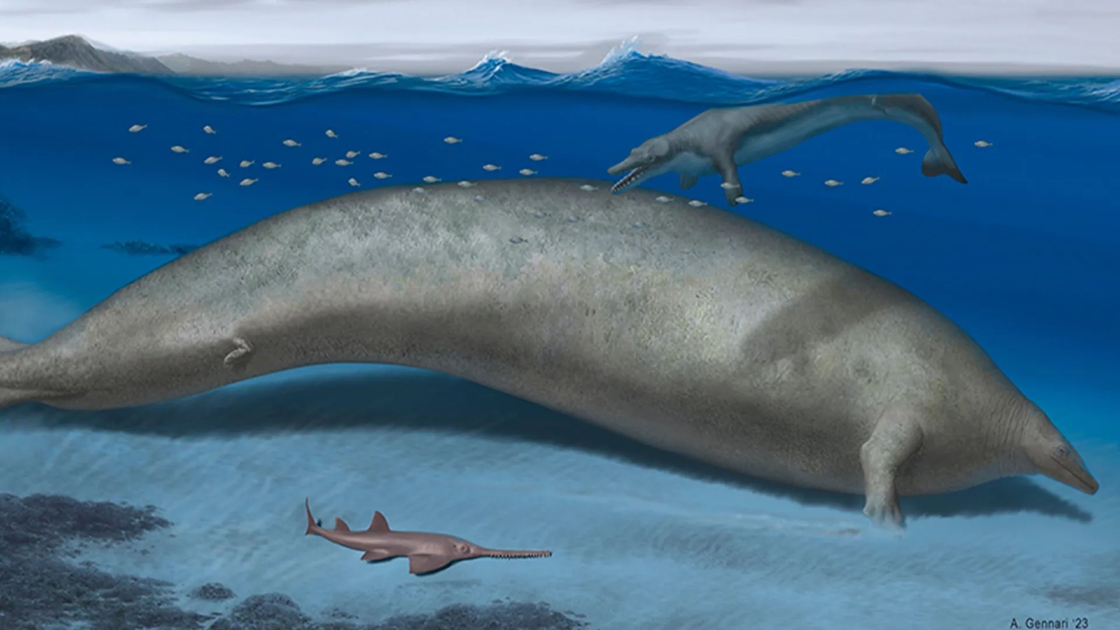 Hallan en Perú el animal más grande que jamás ha existido: pesaba el doble que una ballena azul