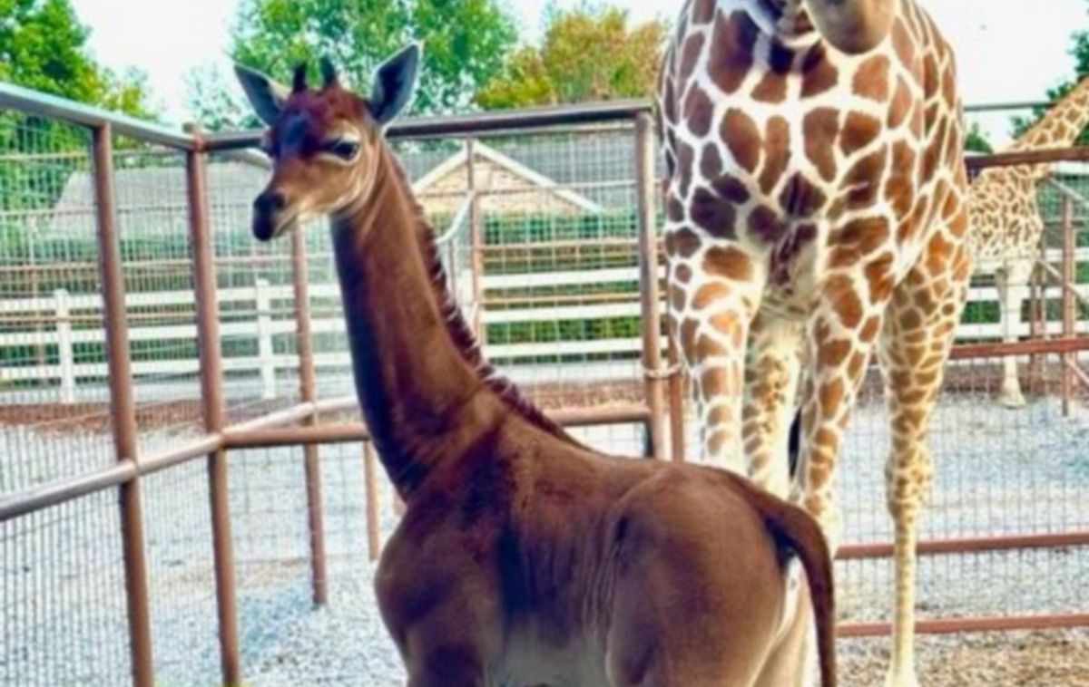 The first giraffe without spots is born, unique in the world - GEARRICE