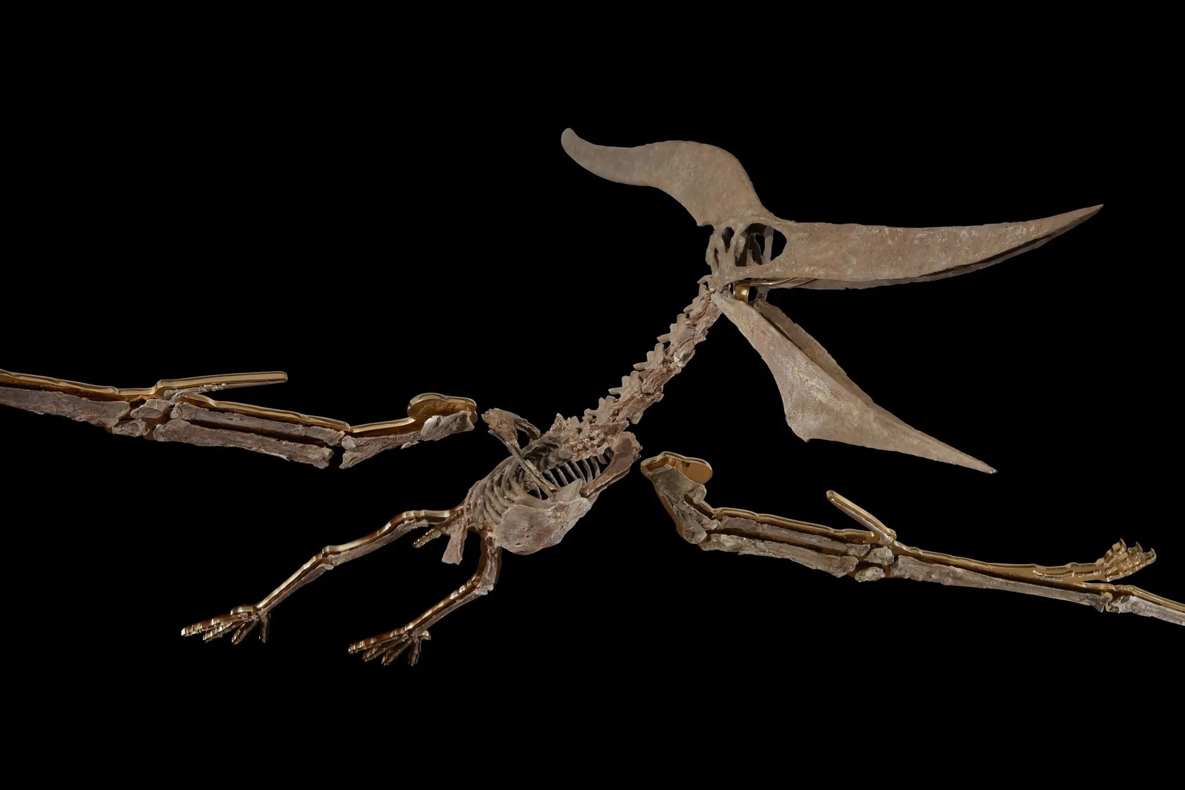 Perdido para la ciencia: un Pteranodon completo se vende a un particular por casi 4 millones de dólares
