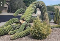En Phoenix hace tanto calor que cientos de cactus se han hecho pedazos