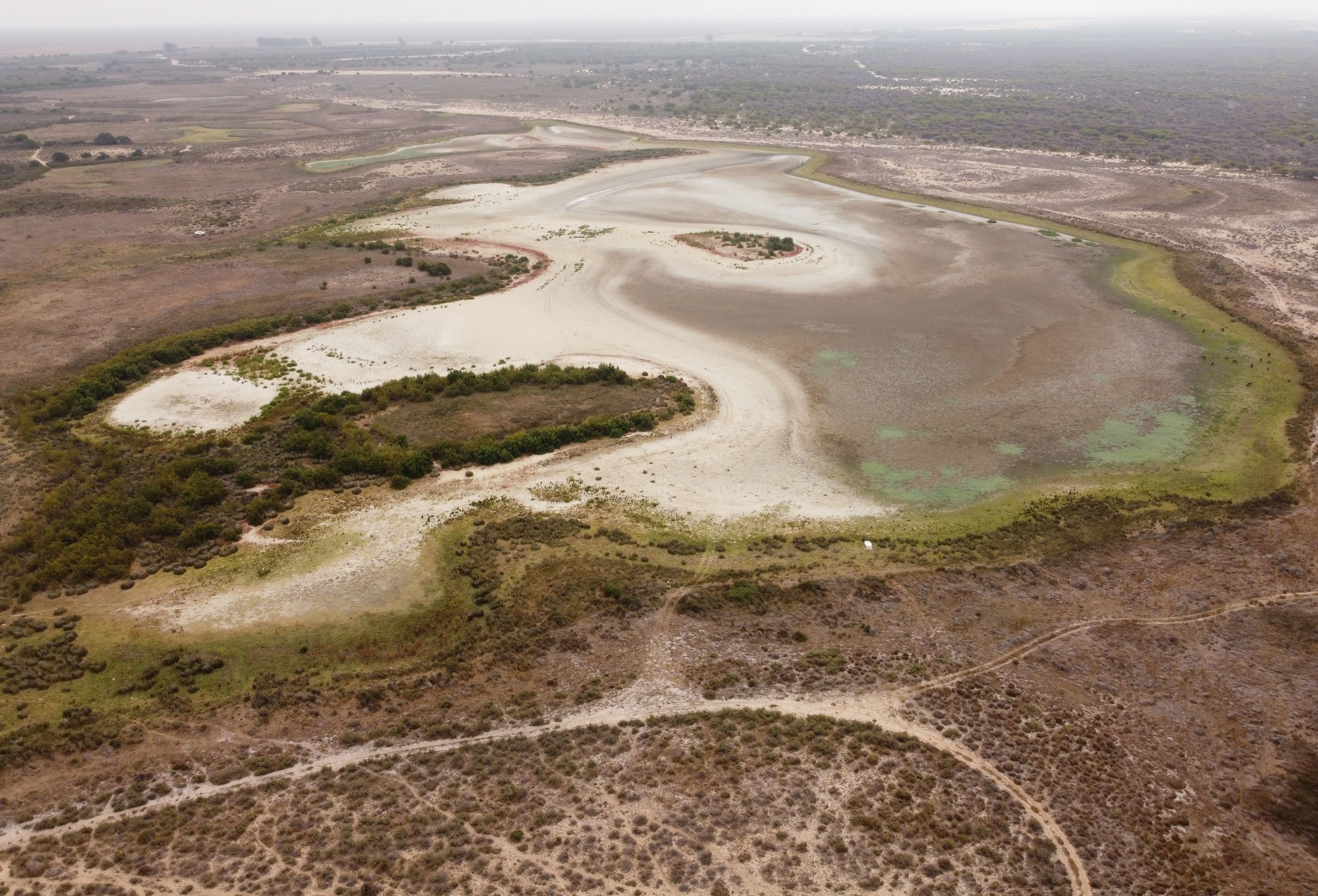 Por primera vez en la historia, todas las lagunas permanentes de Doñana se han secado por segundo año consecutivo