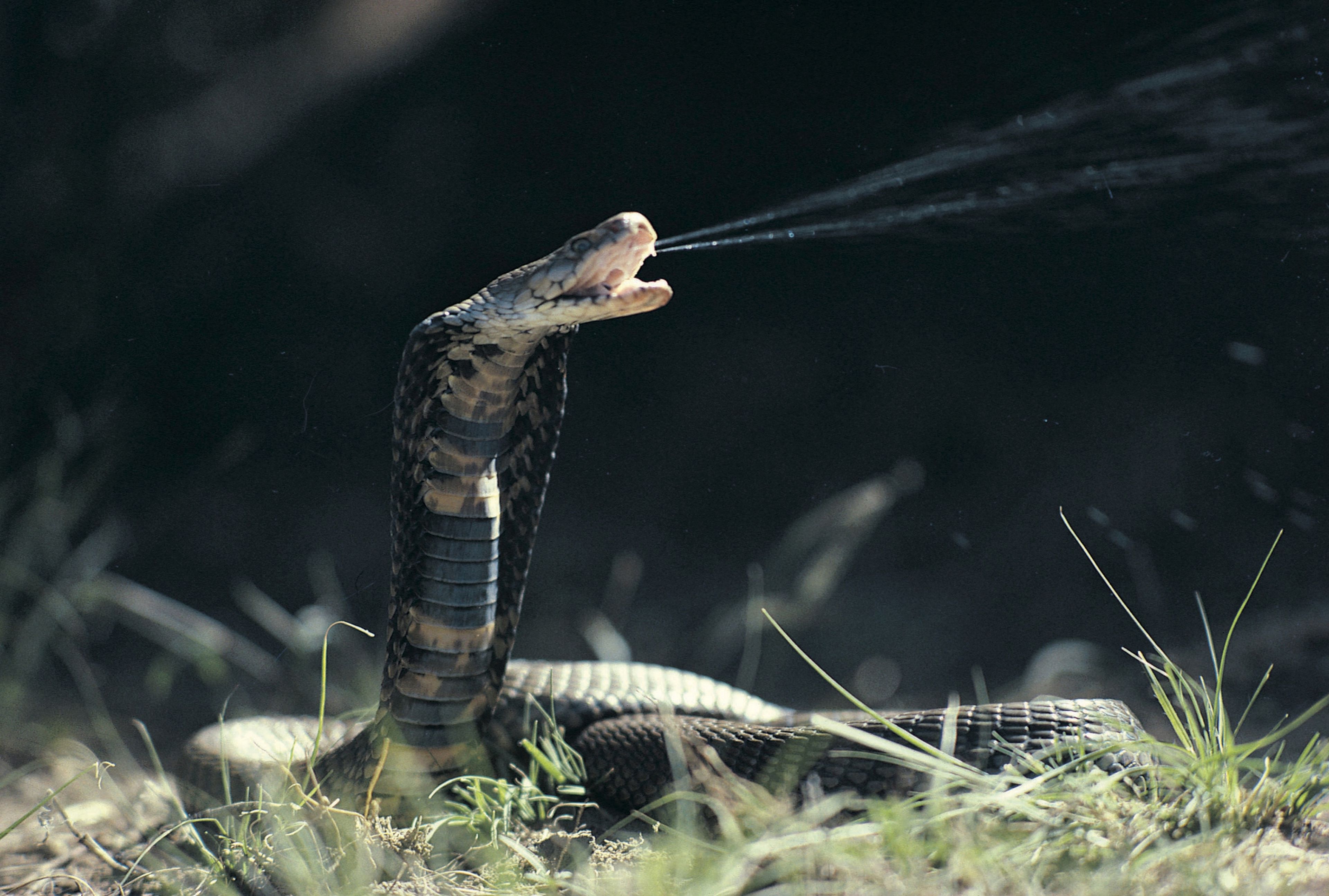 La probabilidad de que te pique una serpiente venenosa ha aumentado en todo el mundo