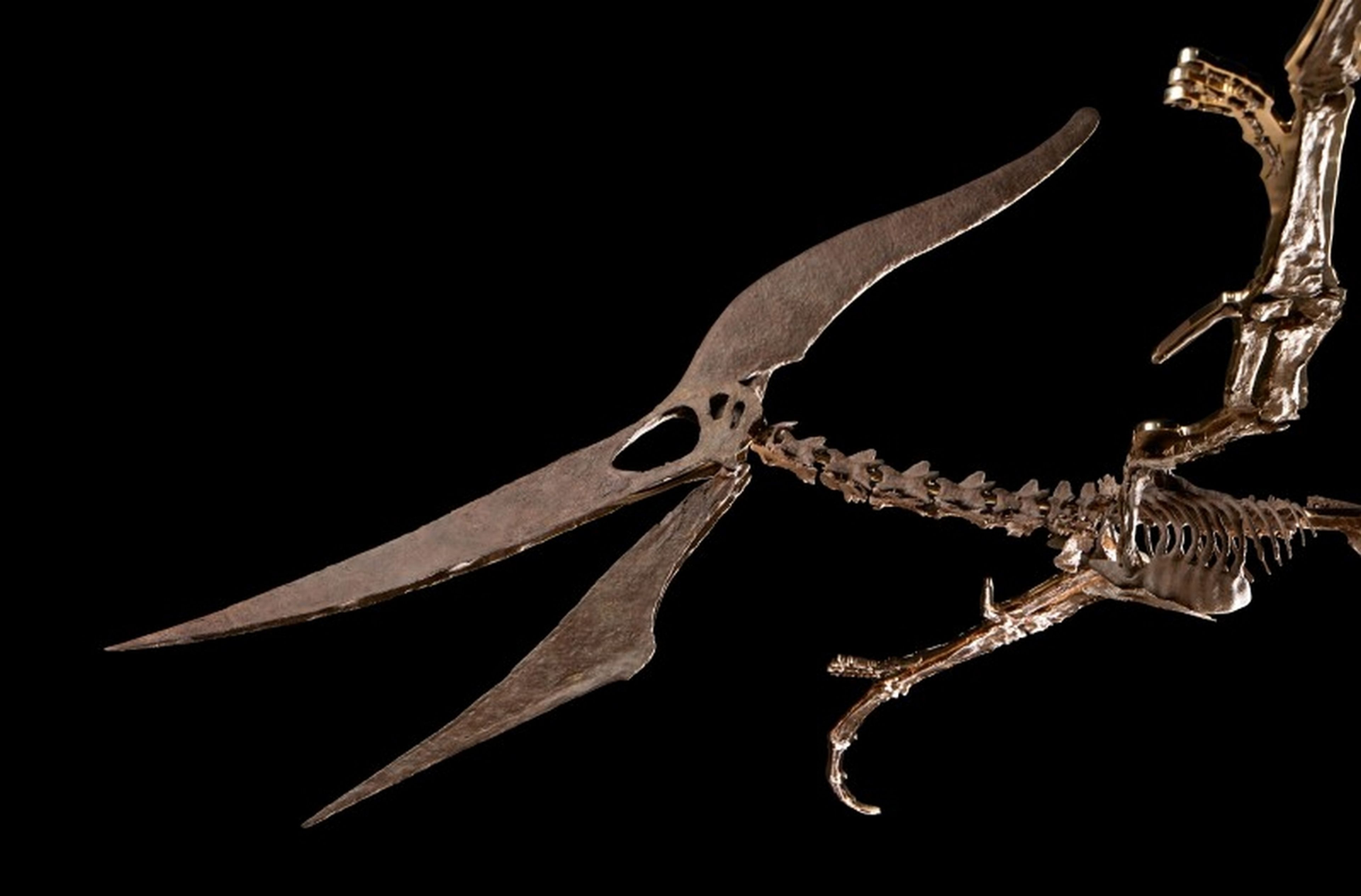 Pteranodon subastado