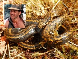 Tachymenoides harrisonfordi, la nueva especie de serpiente que homenajea a Indiana Jones, impagable la reacción de Ford 