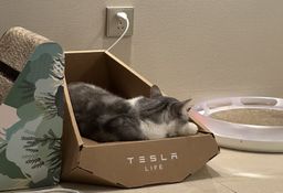 Tesla pone a la venta un nuevo producto, pero no es para ti: es para tu gato