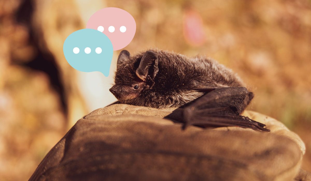 Scientists Are Beginning to Learn the Language of Bats and Bees