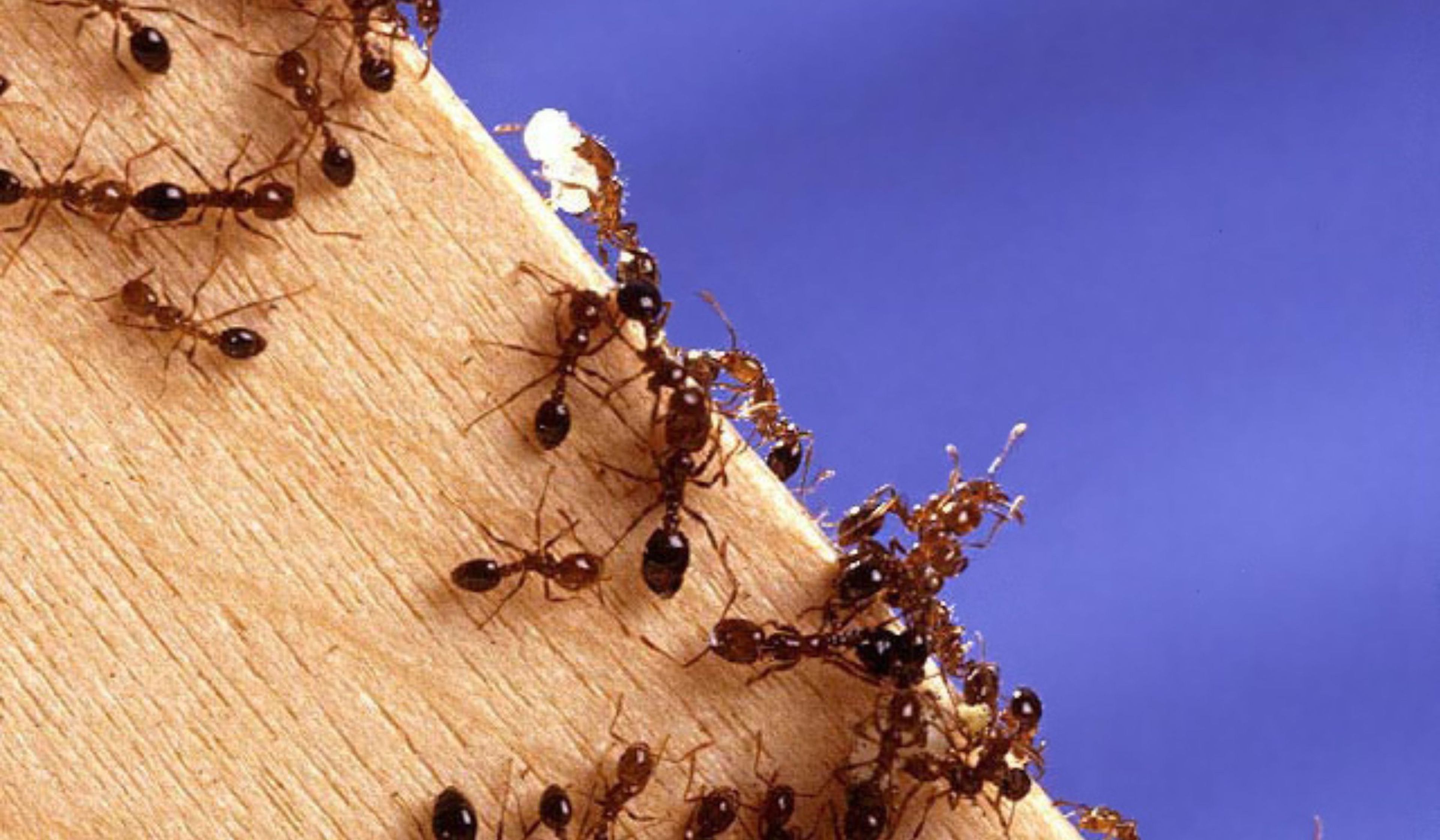 Cuidado con la hormiga roja de fuego: una amenza mortal que ya ha llegado a Europa