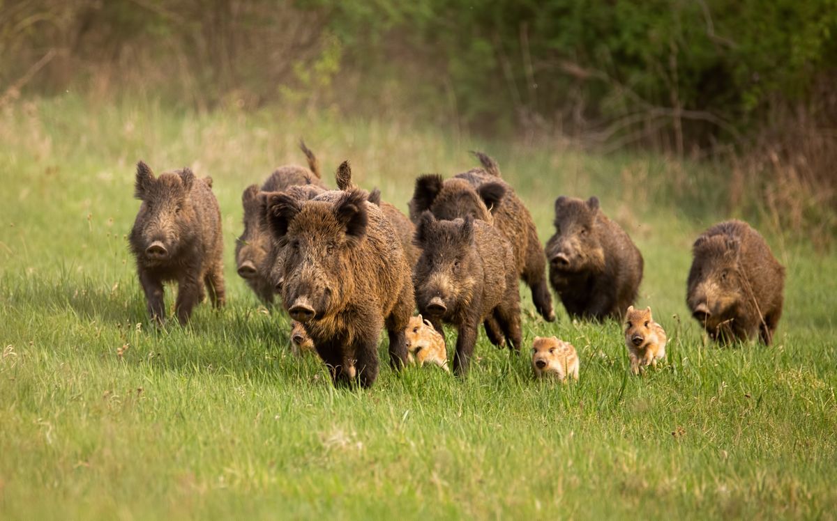 They discover that German wild boars are radioactive, and we already ...