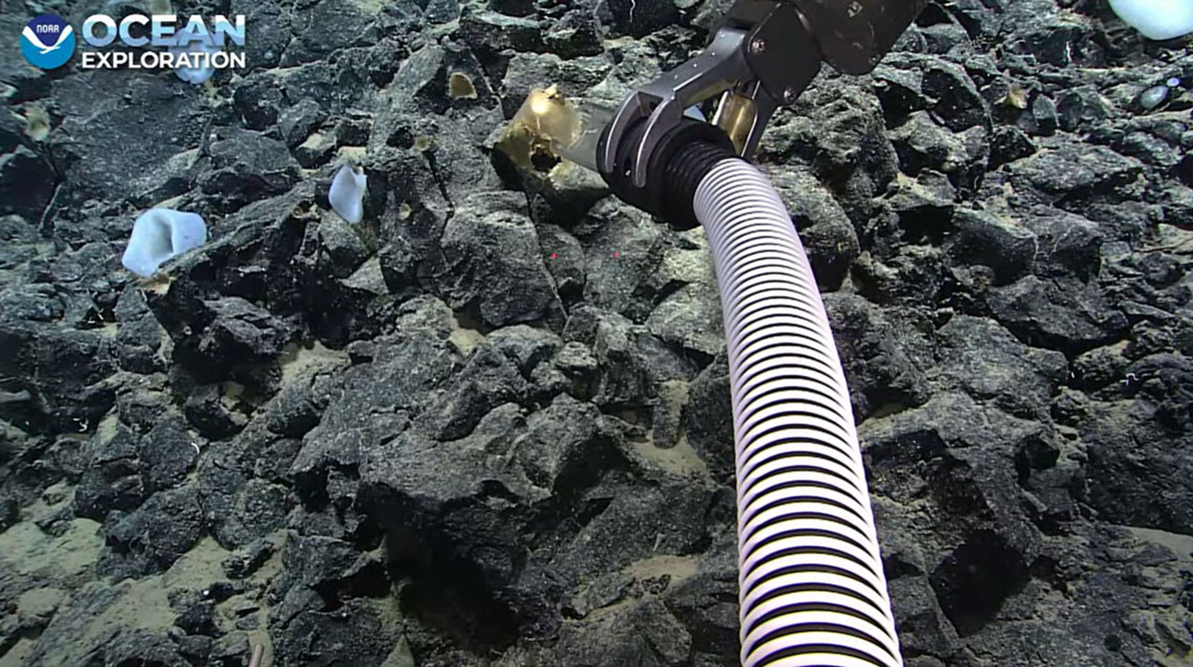 Encuentran un extraño orbe dorado en el fondo del océano que fascina a los científicos