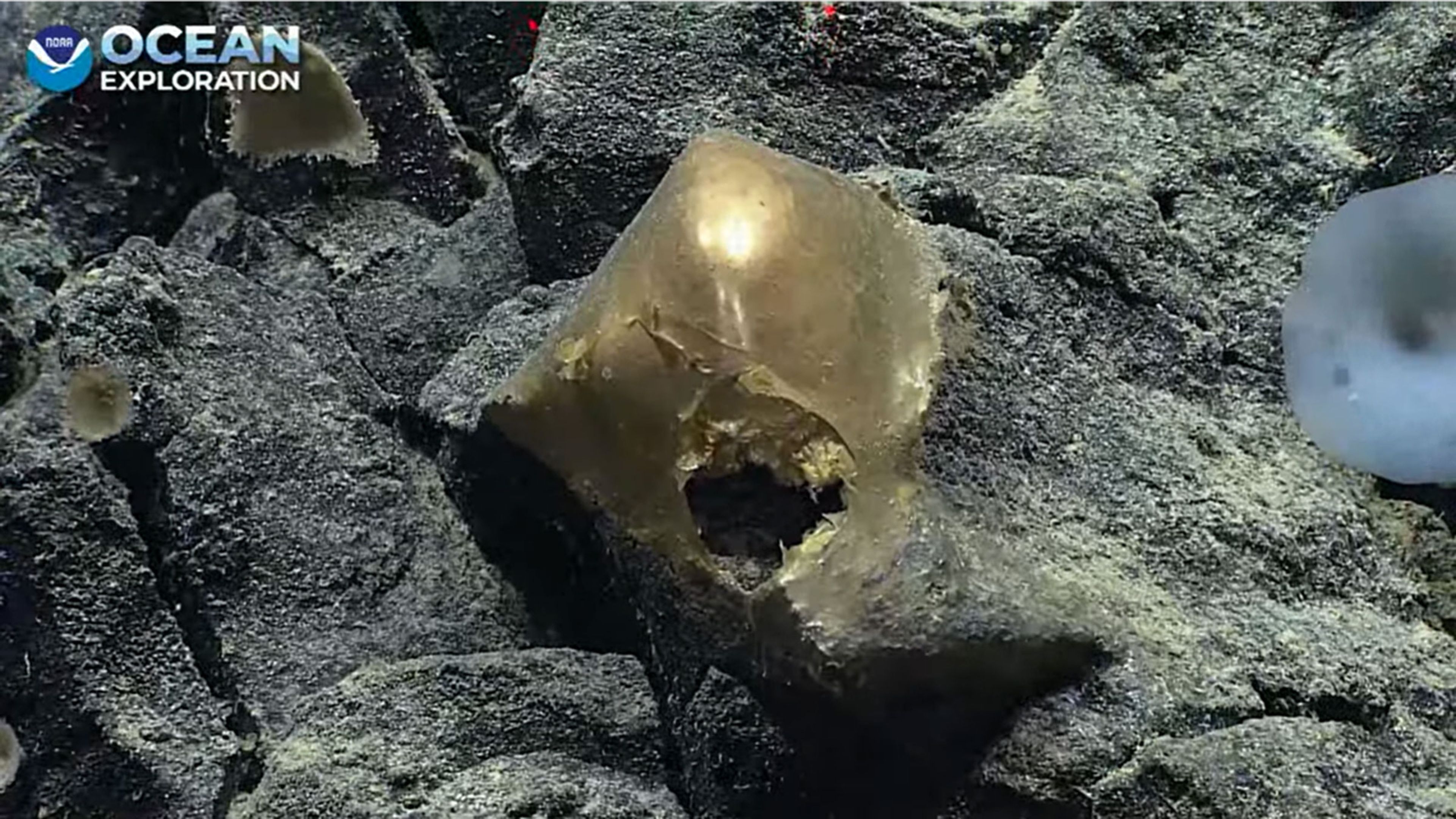 Encuentran un extraño orbe dorado en el fondo del océano que fascina a los científicos