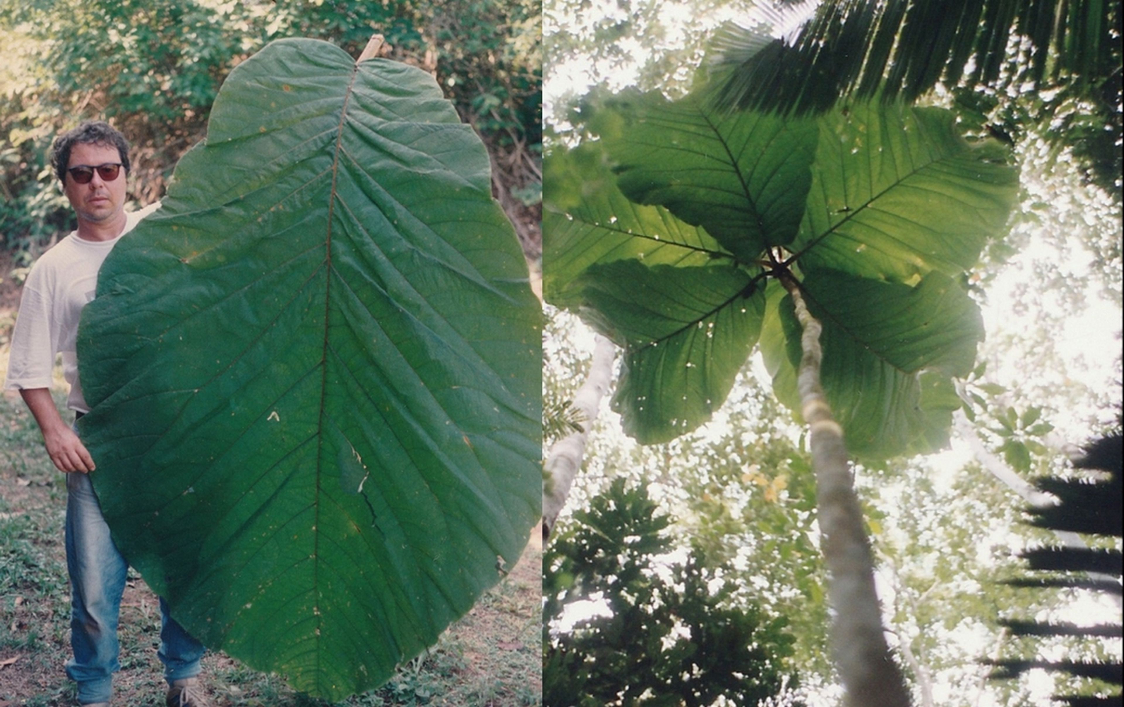 Más grande que una persona: hallan en el Amazonas el árbol con las hojas más gigantescas
