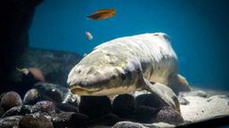 Matusalén, el pez que lleva un siglo viviendo en un acuario