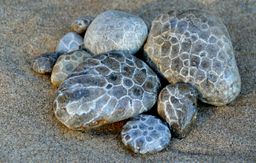 Qué son las piedras Petoskey, y por qué tienen escamas