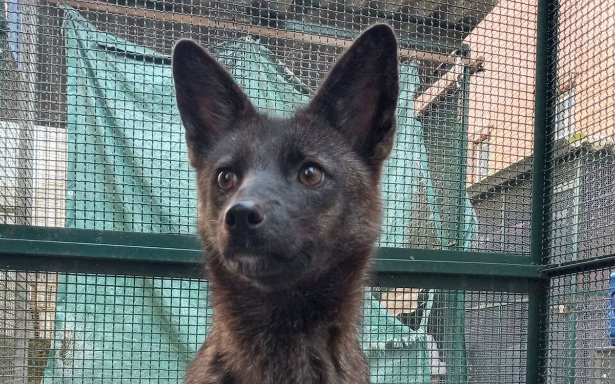 vida-y-muerte-del-nico-h-brido-de-perro-y-zorro-que-se-conoce
