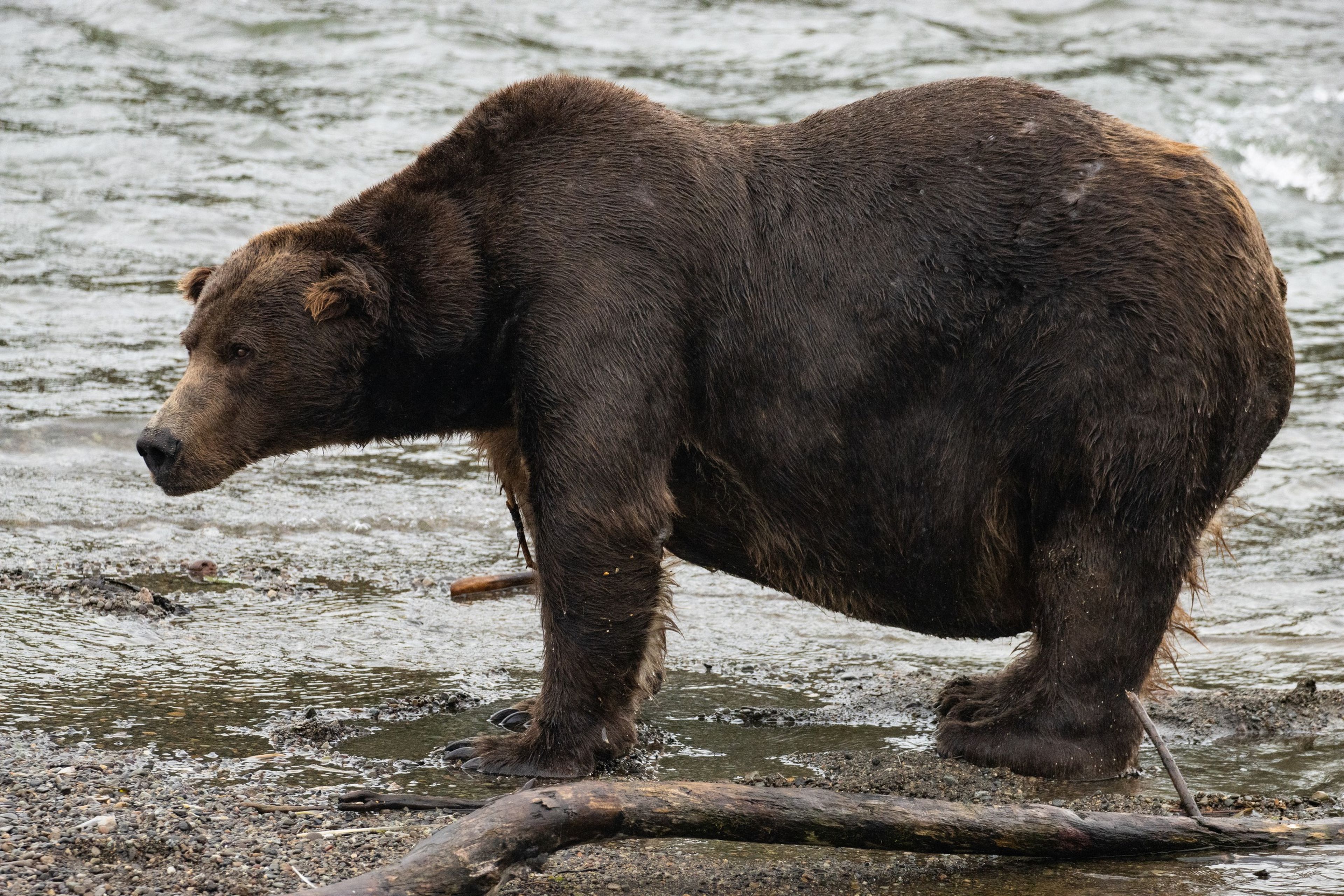 Comienza la Semana del Oso Gordo: vota por el que más kilos ha cogido para la hibernación