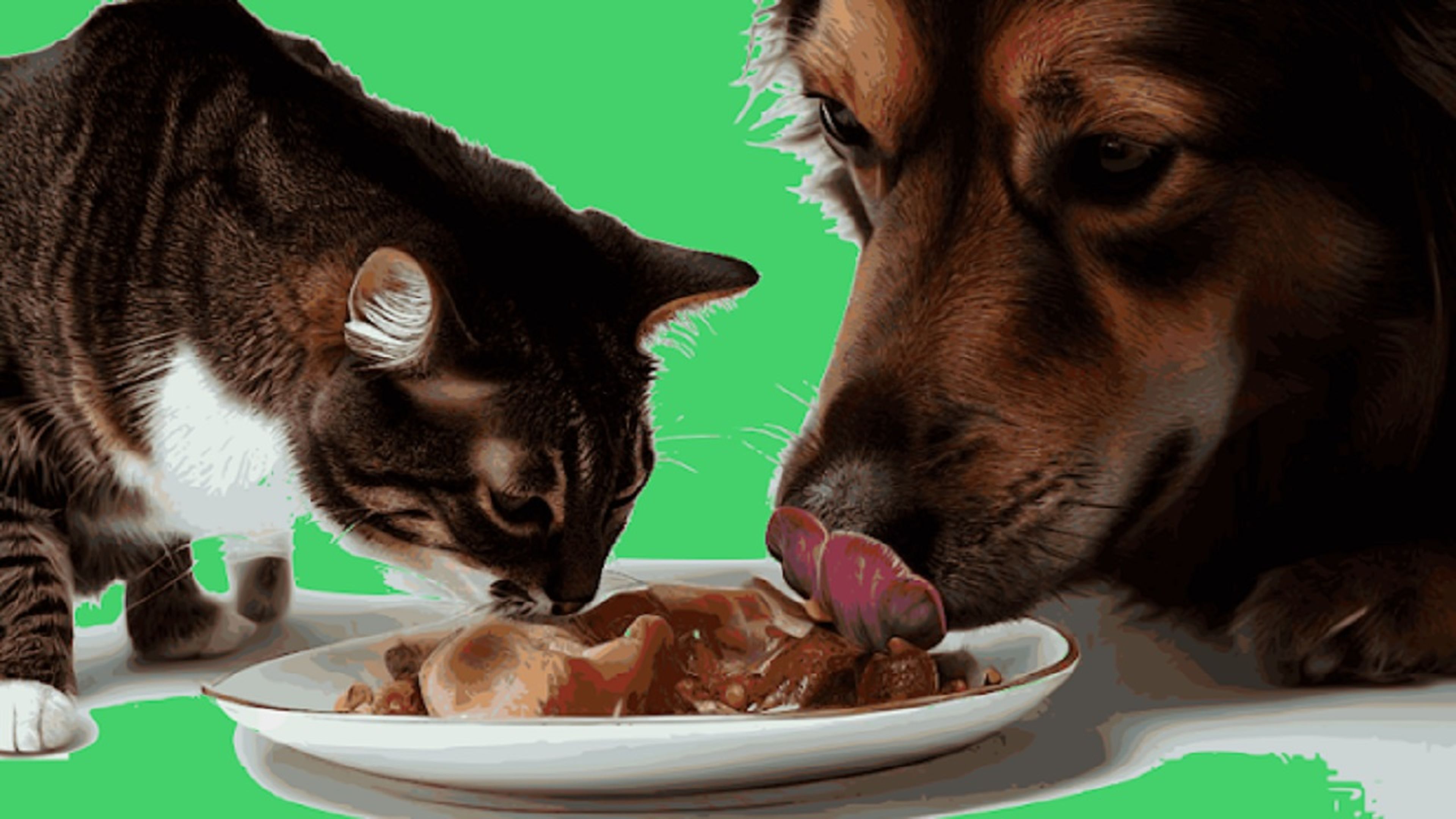 Día Internacional del gato: 5 apps que mejoran la vida de tu mascota