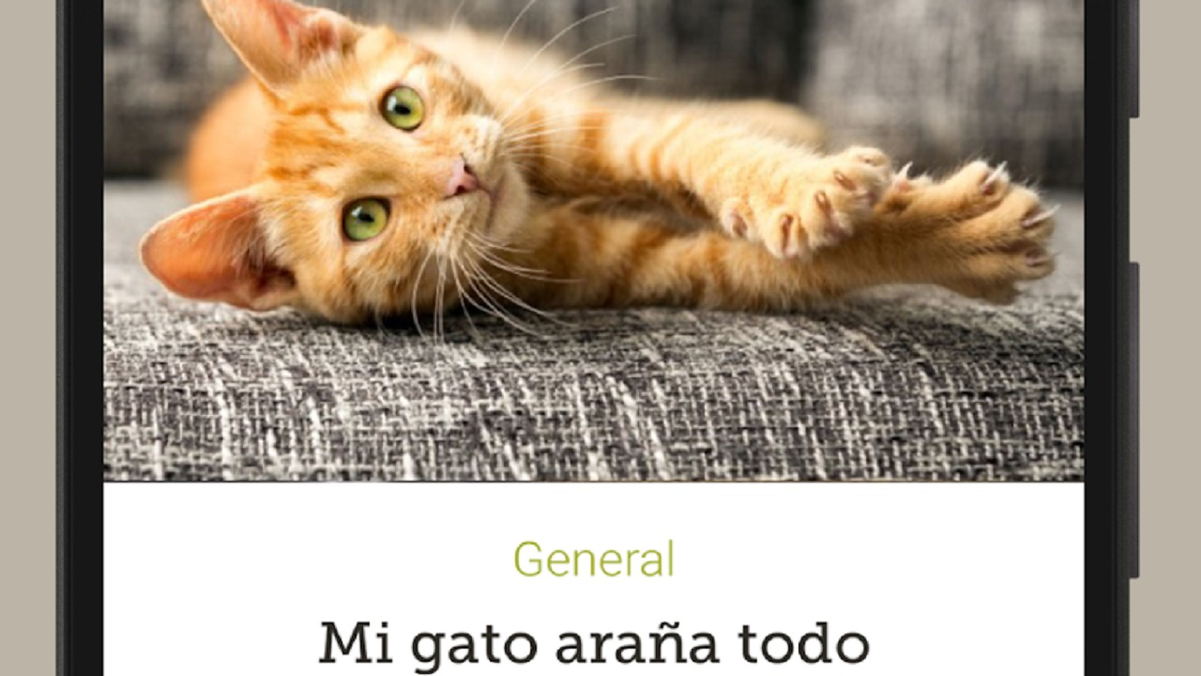 Día Internacional del gato: 5 apps que mejoran la vida de tu mascota