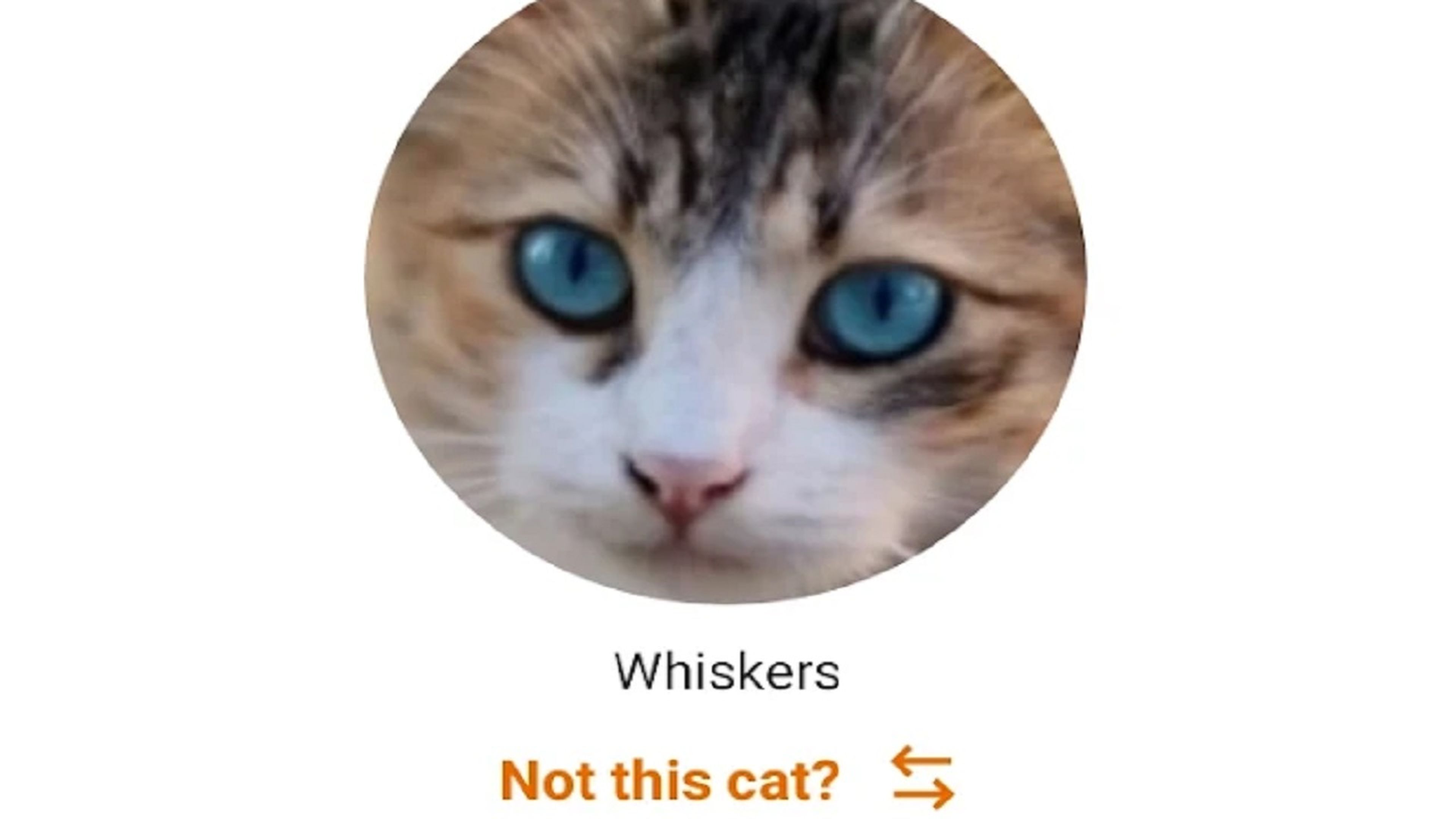 Entender a tu mascota: la sorprendente aplicación que traduce los maullidos de gato