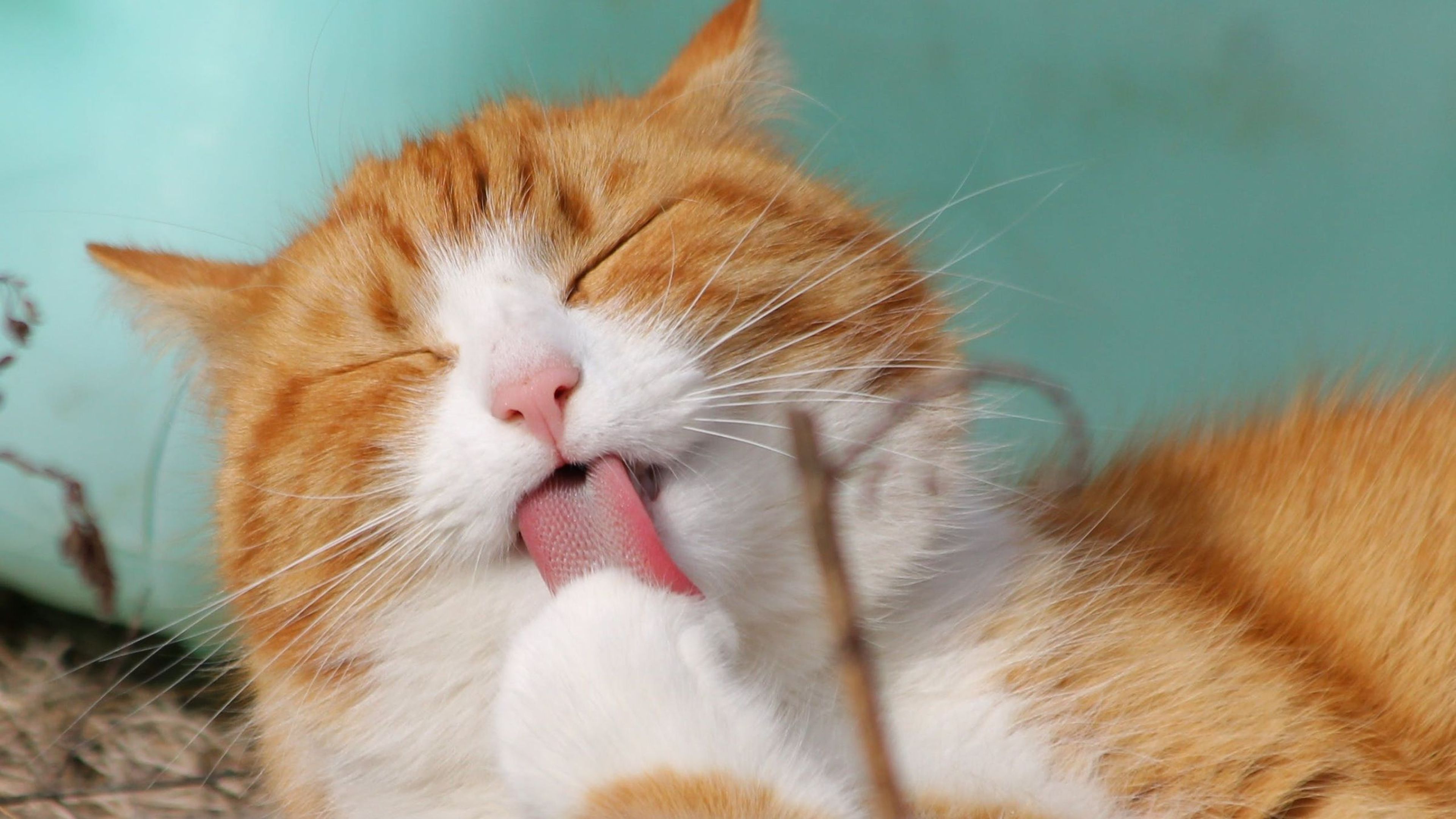 Un estudio demuestra que los gatos tienen hasta 276 expresiones faciales y algunas vienen de los humanos