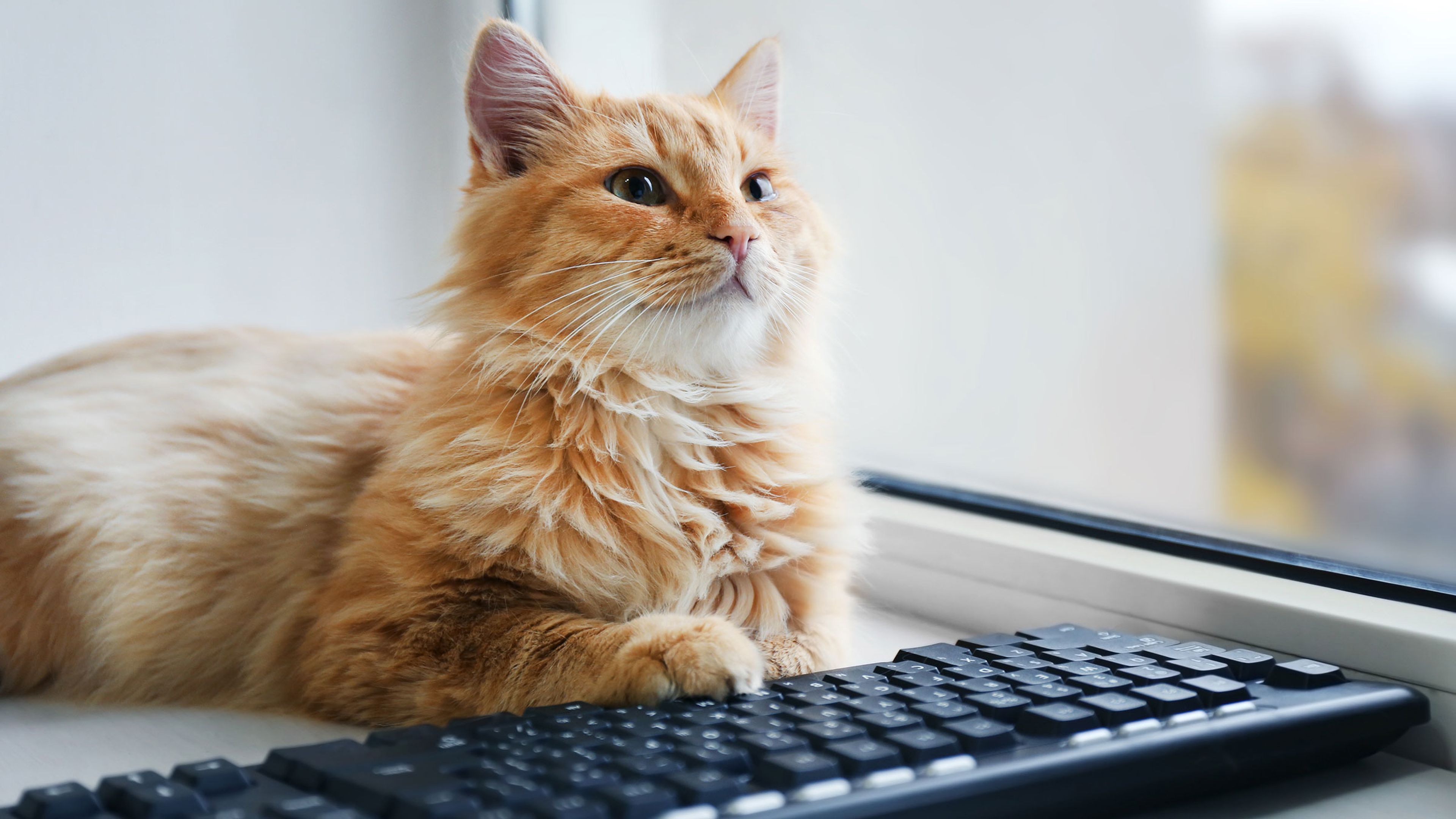 Gato frente a un teclado