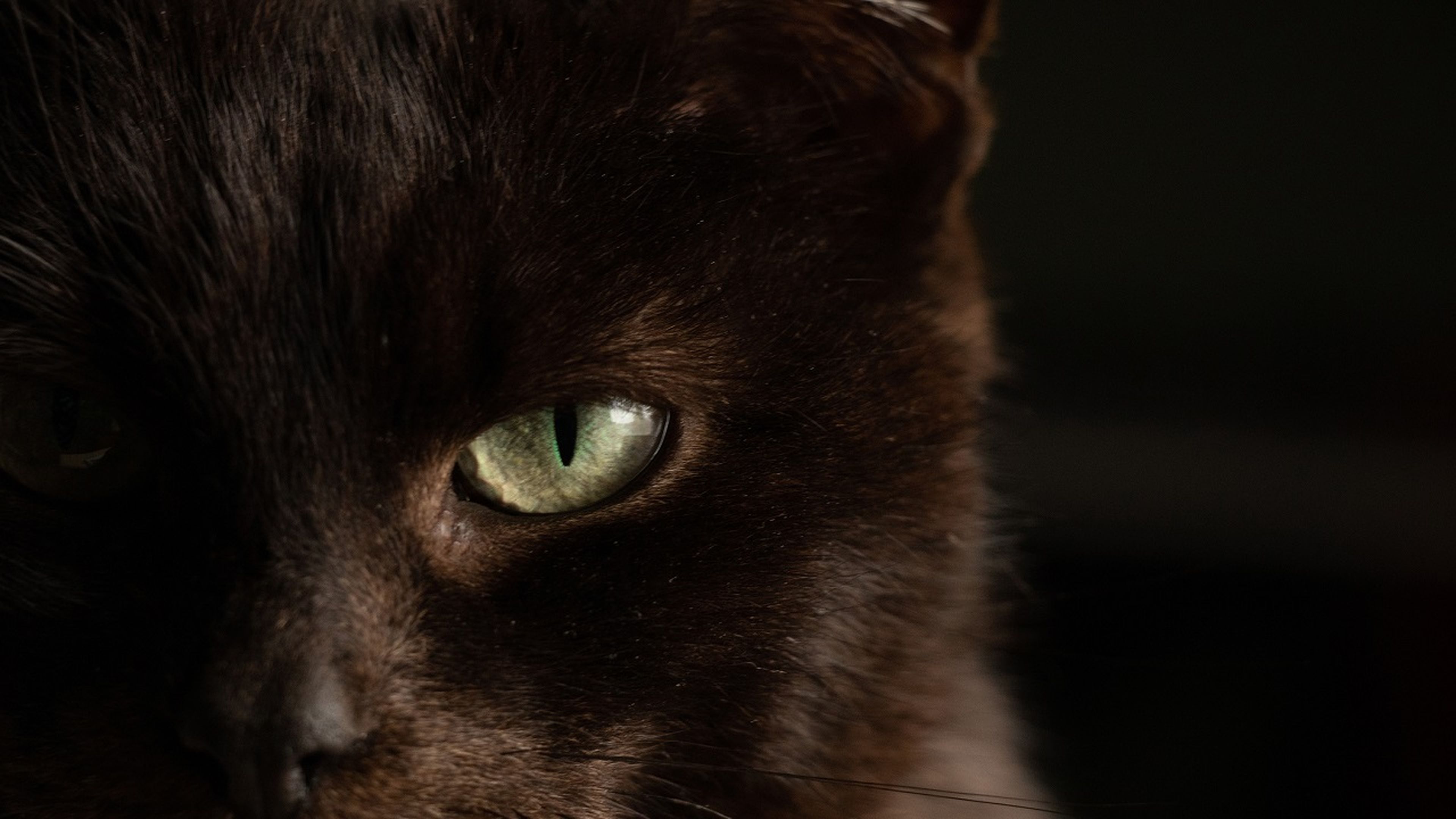 Gatos negros: curiosidades y falsos mitos que seguro que no conoces