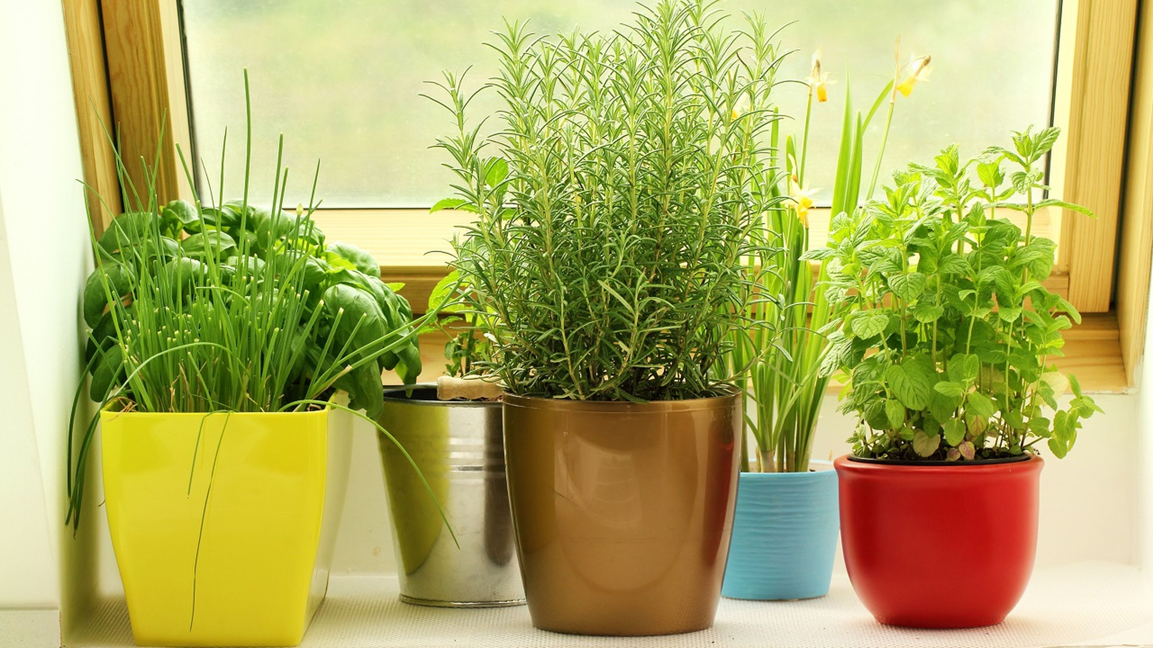 5 razones por las que deberías tener una planta de menta en casa