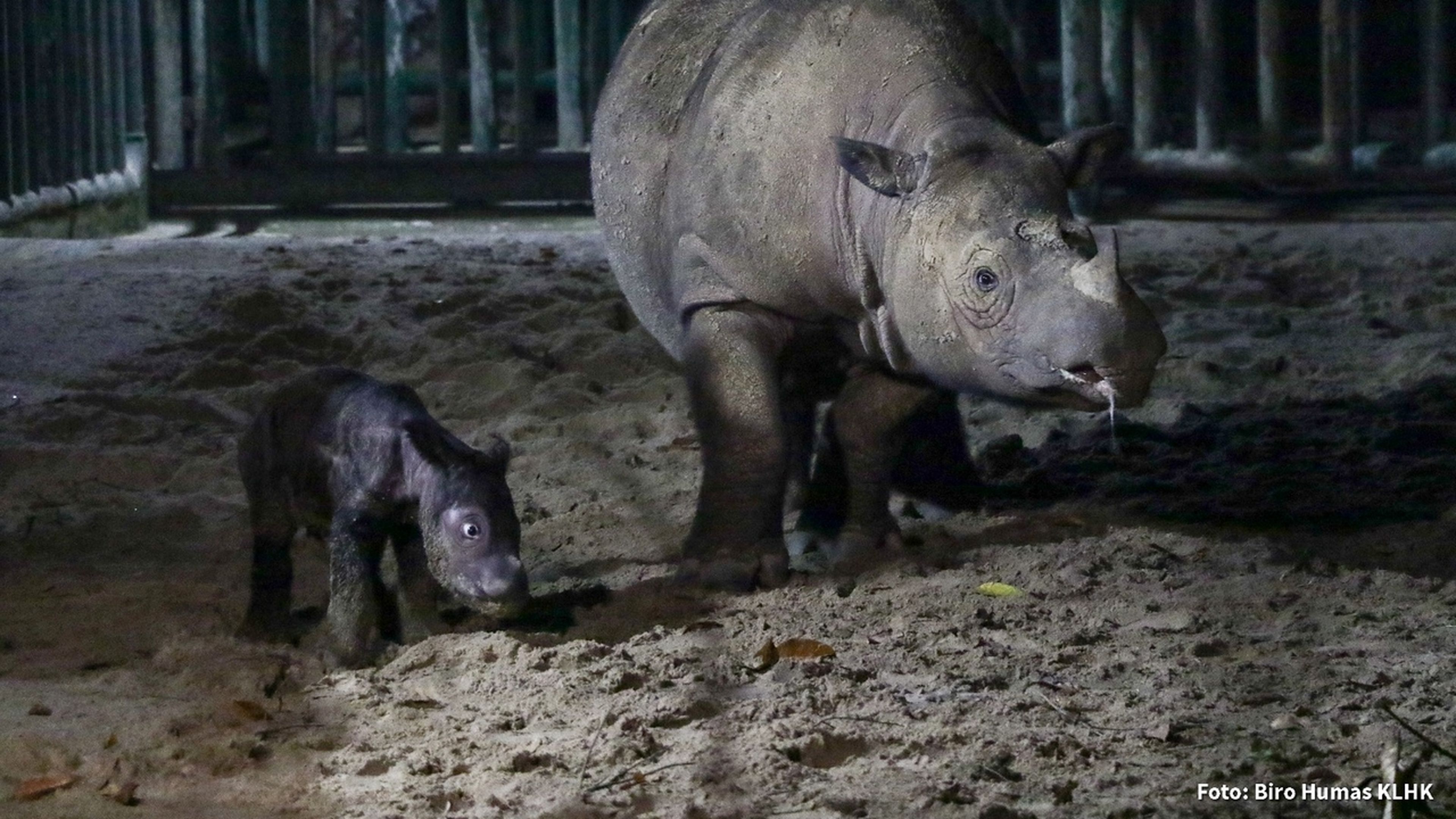 Cría de rinoceronte de Sumatra