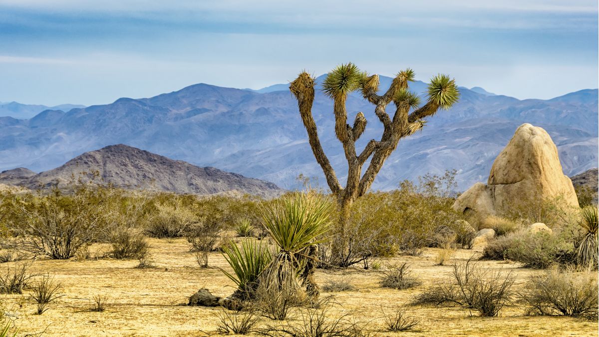 Iban a ver a Fernando Alonso, pero un fallo de Google Maps dejó atascados a docenas de coches en el desierto de Mojave