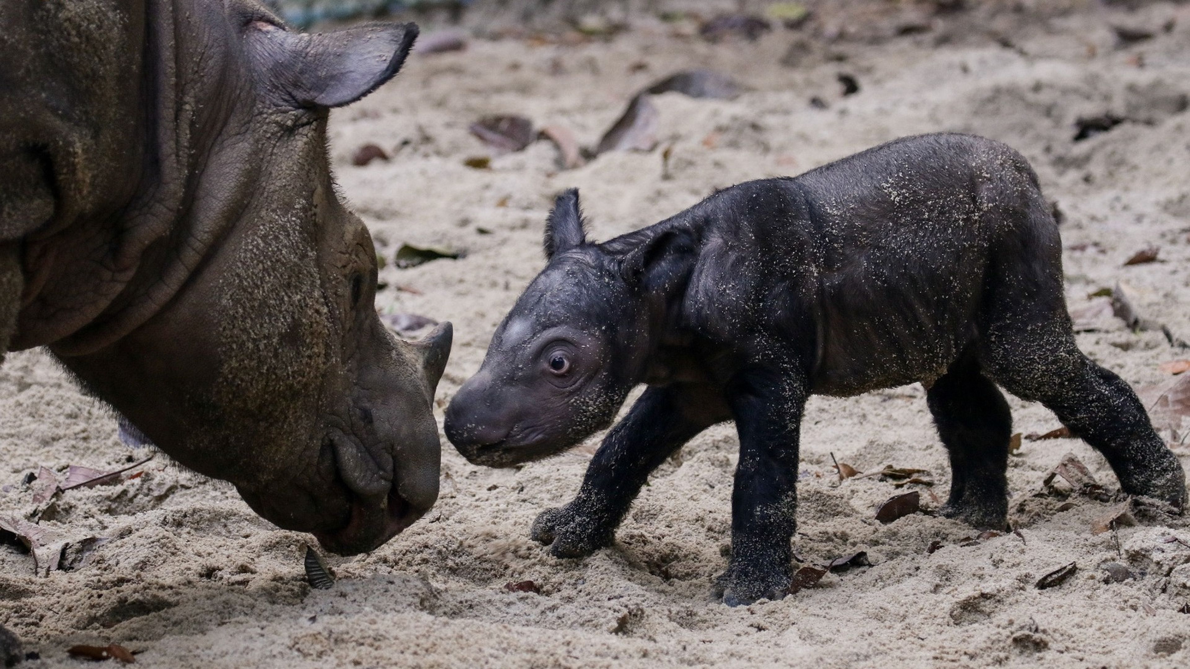 Toda Indonesia celebra la nueva cría de uno de los mamíferos más raros del mundo