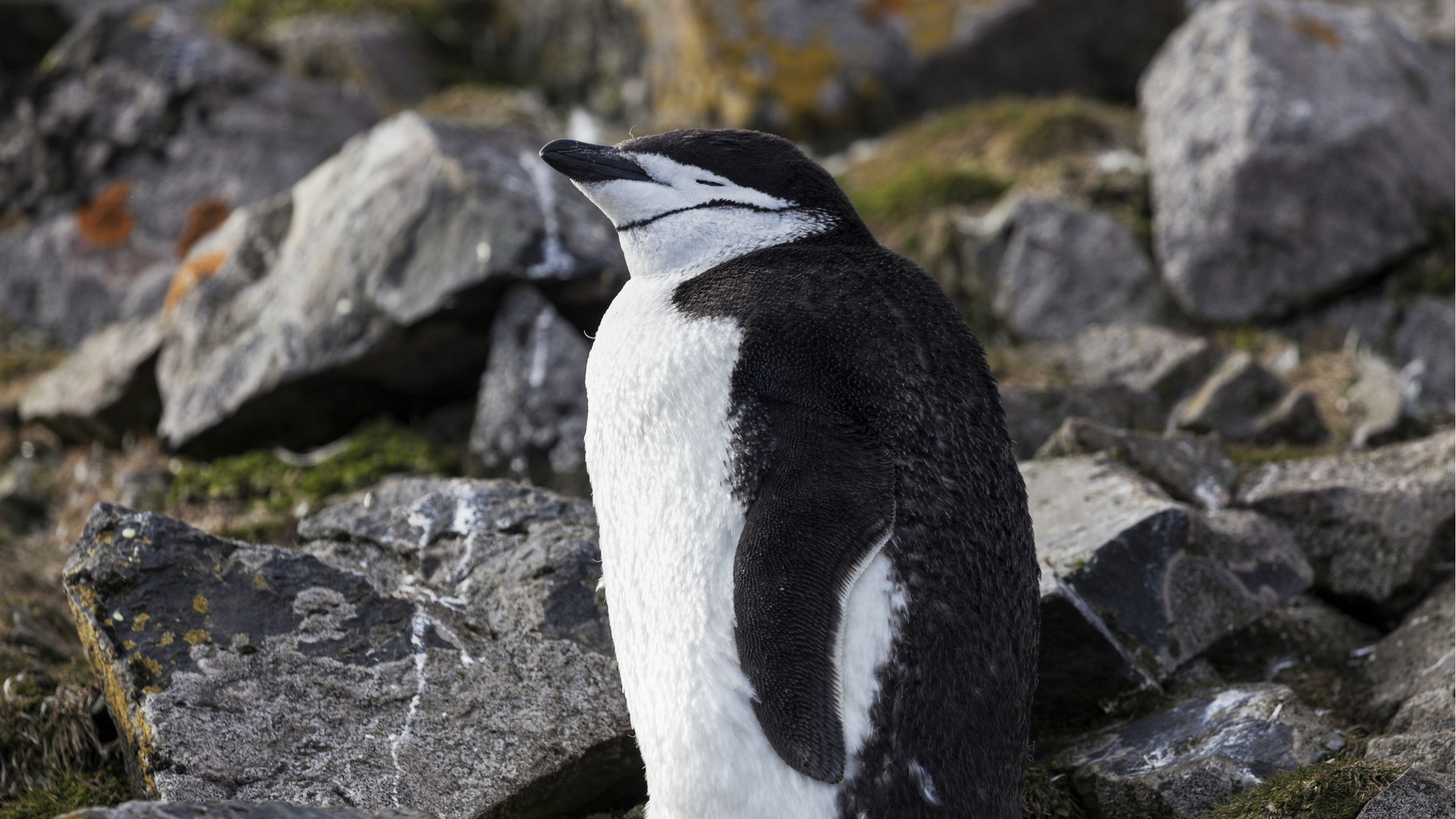 Descubren una especie de pingüinos que nunca duermen: se echan 10.000 siestas de 4 segundos al día