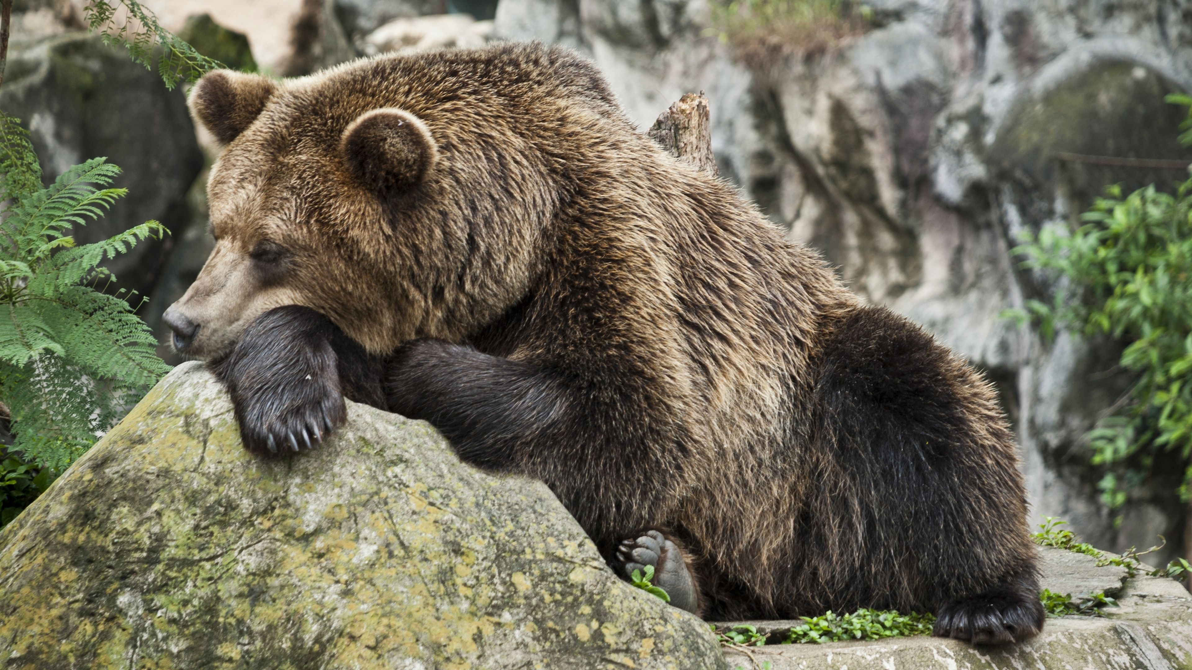 Docenas de osos sonámbulos vagan sin rumbo por Siberia: hace tanto calor, que no pueden hibernar
