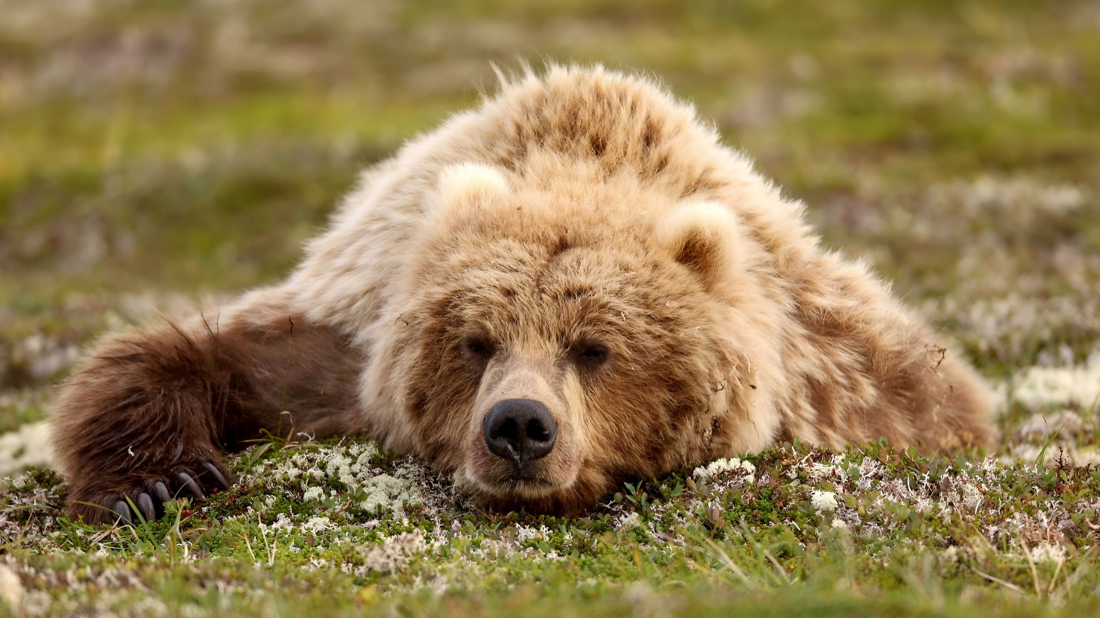 Docenas de osos sonámbulos vagan sin rumbo por Siberia: hace tanto calor, que no pueden hibernar