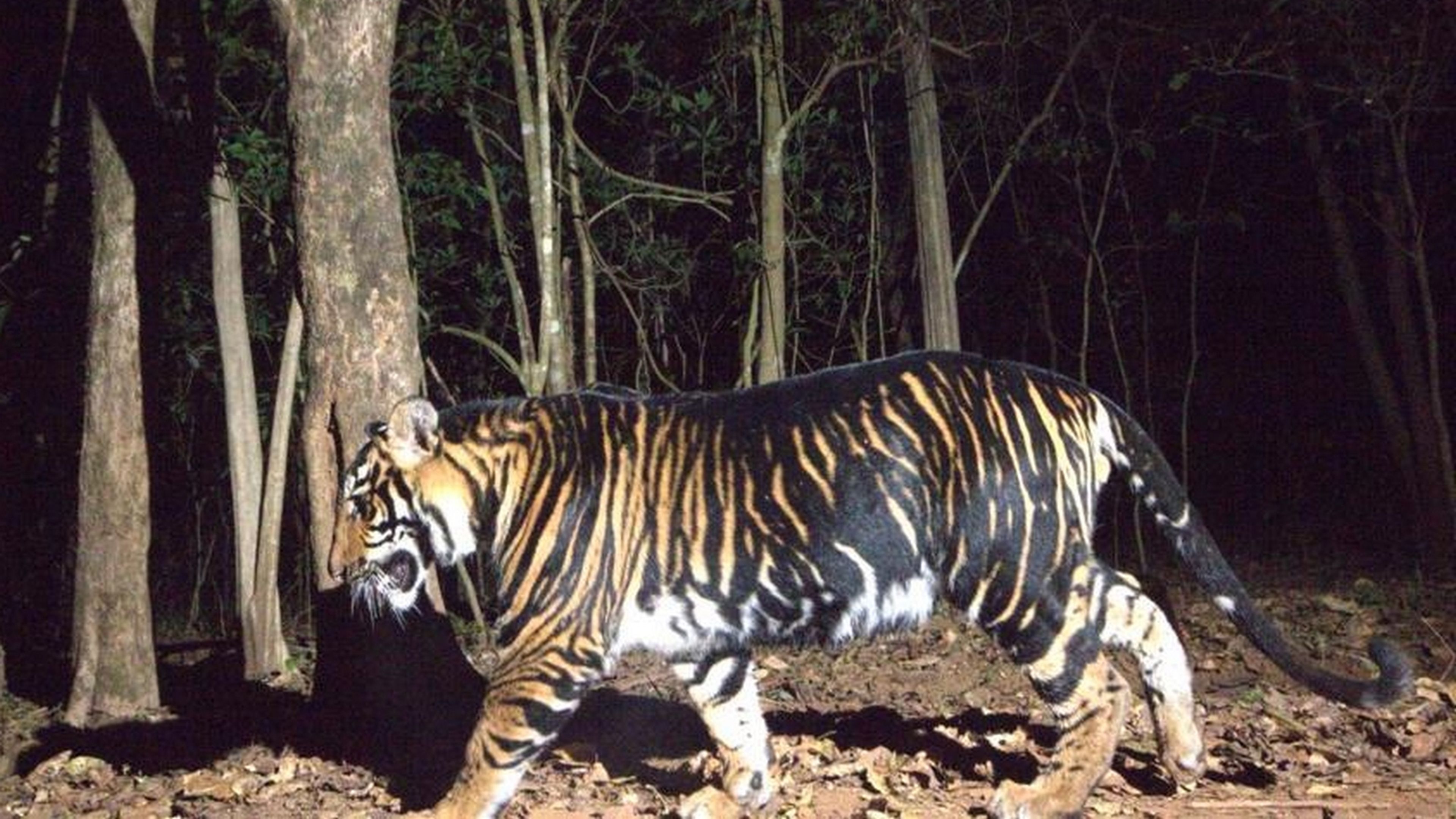 Abre en la India el primer safari con tigres negros del mundo