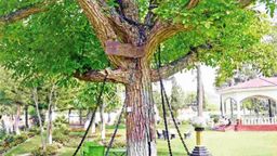 Este árbol lleva encadenado 125 años, un policía borracho lo arrestó porque "se movía" 