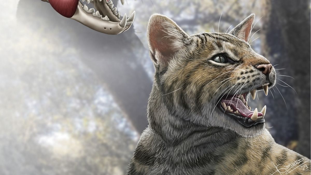 A new species of prehistoric cat from 15 million years ago is