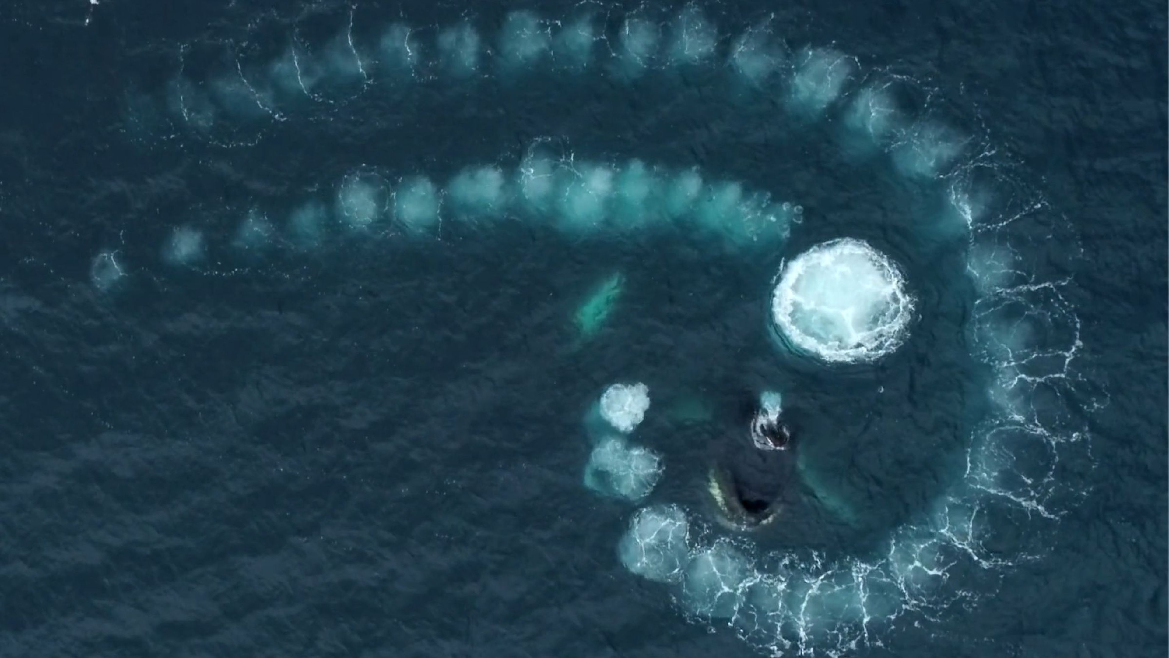 La espectacular espiral de Fibonacci acuática del baile de las Ballenas Jorobadas en la Antártida