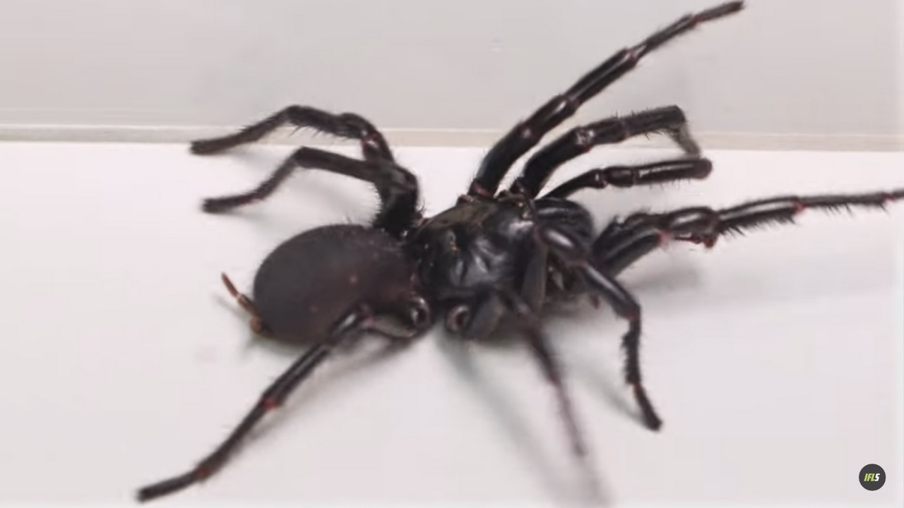 The Discovery of Hercules: The Largest Male Funnel-Web Spider in Australia 10